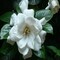Gardenia Fragrance Oil (Our Version of the Brand Name) (16 oz Bottle) for Candle Making, Soap Making, Tart Making, Room Sprays, Lotions, Car Fresheners, Slime, Bath Bombs, Warmers…